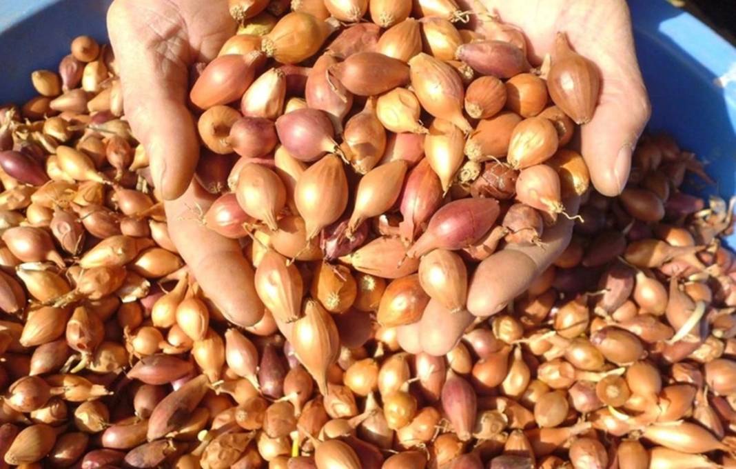 Bu malzemelerden sonra yemekleriniz damak çatlatacak! Ünlü şefler de bunları kullanıyor 11